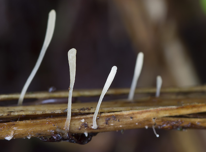 Macrotyphula tremula